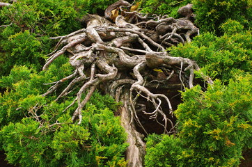 twisted branches of juniper close-up.   natural background texture of bare twisted crooked branches.