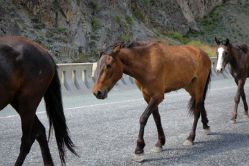 Horses walking on the road, Central Kyrgyzia