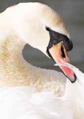 Obraz premium Beautiful portrait of swan. Photograph of swan head taken in England. Soft focus.