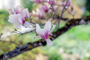 Magnolie
