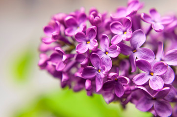 Beautiful flowering branch of lilac flowers close-up macro shot with blurry background. Spring nature floral background, pink purple lilac flowers. Greeting card banner with flowers for the holiday