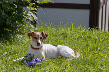 Jack Russel Terrier mit Bernsteinkette und Zeckenhalsband liegt in der Sonne mit einem Spielzeug im...