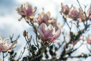 Magnolie