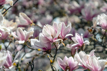 Obraz premium Magnolie