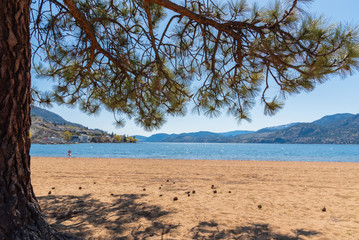 View of sandy beach, lake, mountains, and blue sky framed by old growth pine tree
