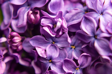 Naklejka na ściany i meble Beautiful flowering branch of lilac flowers close-up macro shot with blurry background. Spring nature floral background, pink purple lilac flowers. Greeting card banner with flowers for the holiday