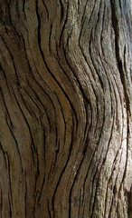 Obraz premium Bark Pattern on Cypress Tree, Savannah, Georgia, USA