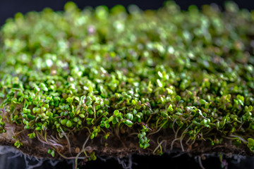 Micro Greens. Mustard sprouts on a rug on a dark background close-up. Growing sprouts for a healthy diet..