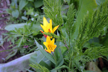Yellow mountain flowers close up view, Arslanbob, Kyrgyzia