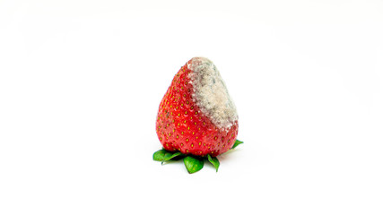 strawberry with mold on white background