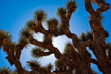 Joshua Trees (Yucca brevifolia), Joshua Tree National Park, California, USA