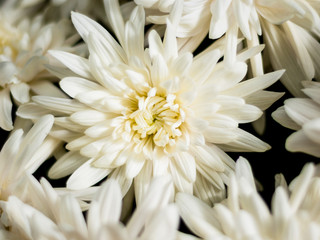 White flower pattern in dark studio