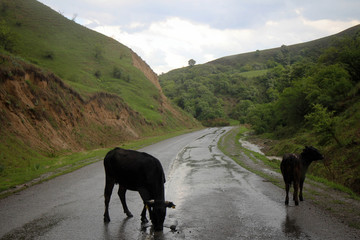 Cows on the road by rainy day, Central Kyrgyzia