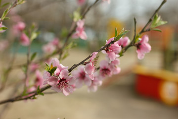 Pink apple flowers and buds. Beautiful blossoming tree in spring time. Blooming orchard