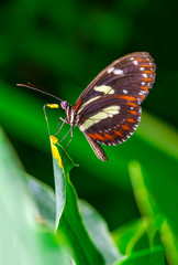 Obraz premium Beautiful heliconius butterfly sitting on flower in a summer garden