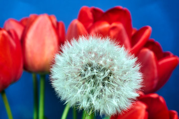 ripe dandelion fruit on a background of red tulips during spring.