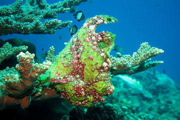 オオモンカエルアンコウ