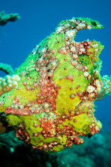 オオモンカエルアンコウ