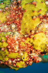 オオモンカエルアンコウ