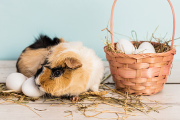 Cute guinea pig next to a straw pink basket filled with easter eggs and hay over a wooden table with blue background