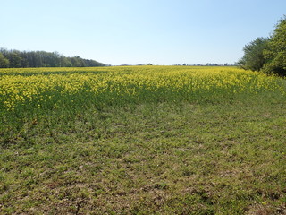  yellow field planted for oil