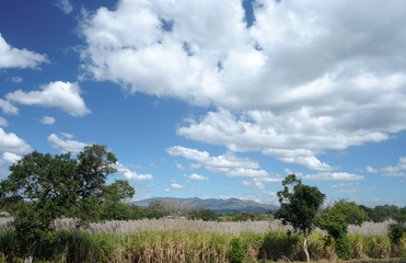 Obraz premium Sugar cane field in full bloom season in El Salvador