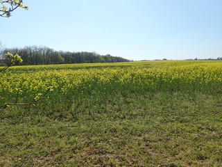  yellow field planted for oil