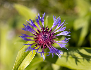 Knapweed flower close up.