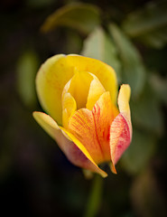 Fototapeta premium Close up of single tulip bloom