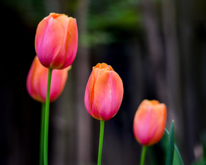 Fototapeta premium Pink and orange tulips
