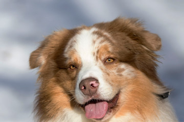 australian shepperd portrait