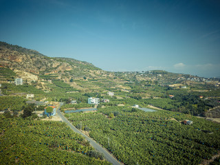 Fototapeta na wymiar Banana plantation from a bird's-eye view