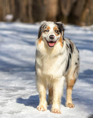 australian shepperd in winter