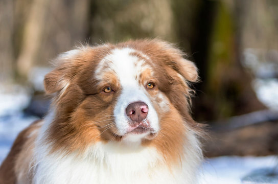 australian shepperd portrait