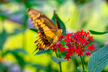Closeup beautiful butterfly in a summer garden