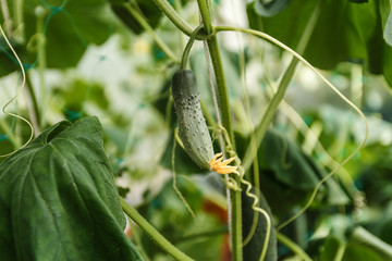 little cucumber grows on a bush in a greenhouse