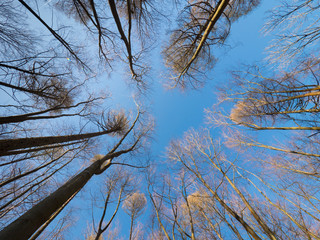 UK, England, Surrey, Forest radial pattern white down