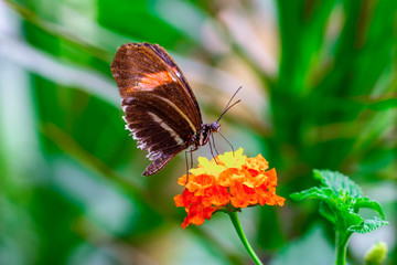 Beautiful  heliconius  butterfly  sitting on flower in a summer garden

