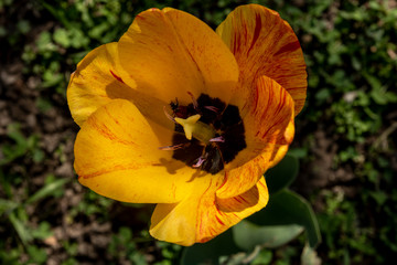 Fototapeta premium ladybug inside a yellow tulip