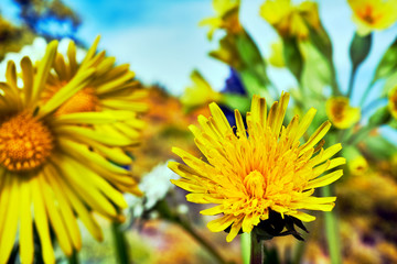 yellow dandelion flower in spring in the meadow.