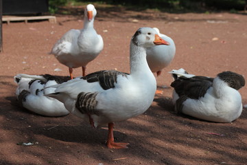 duck, pato