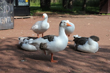 duck, pato