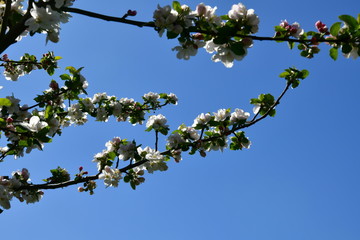 fruit trees blooming in the orchard in spring