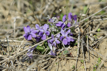 Violet light purple