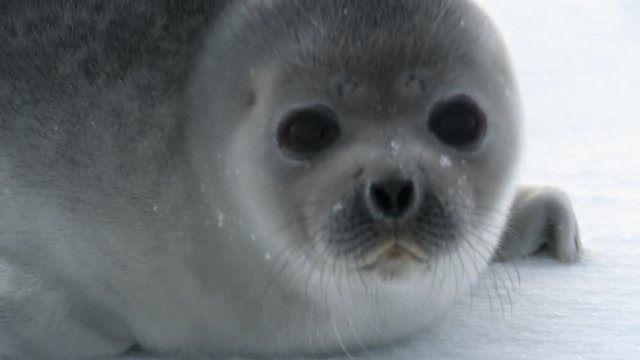 A young seal on the ice of the arctic sea.