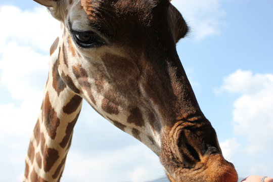 Jirafa, jiraffe