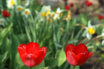 Red, pink and yellow tulips blooming in a garden
