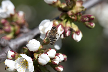 bee on a white flower on a tree.Bee picking pollen from cherry tree flower