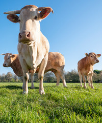 Naklejka na ściany i meble blonde d'aquitaine cows in fresh green spring meadow