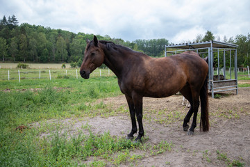 Naklejka na ściany i meble Brown horse in corral in spring afternoon